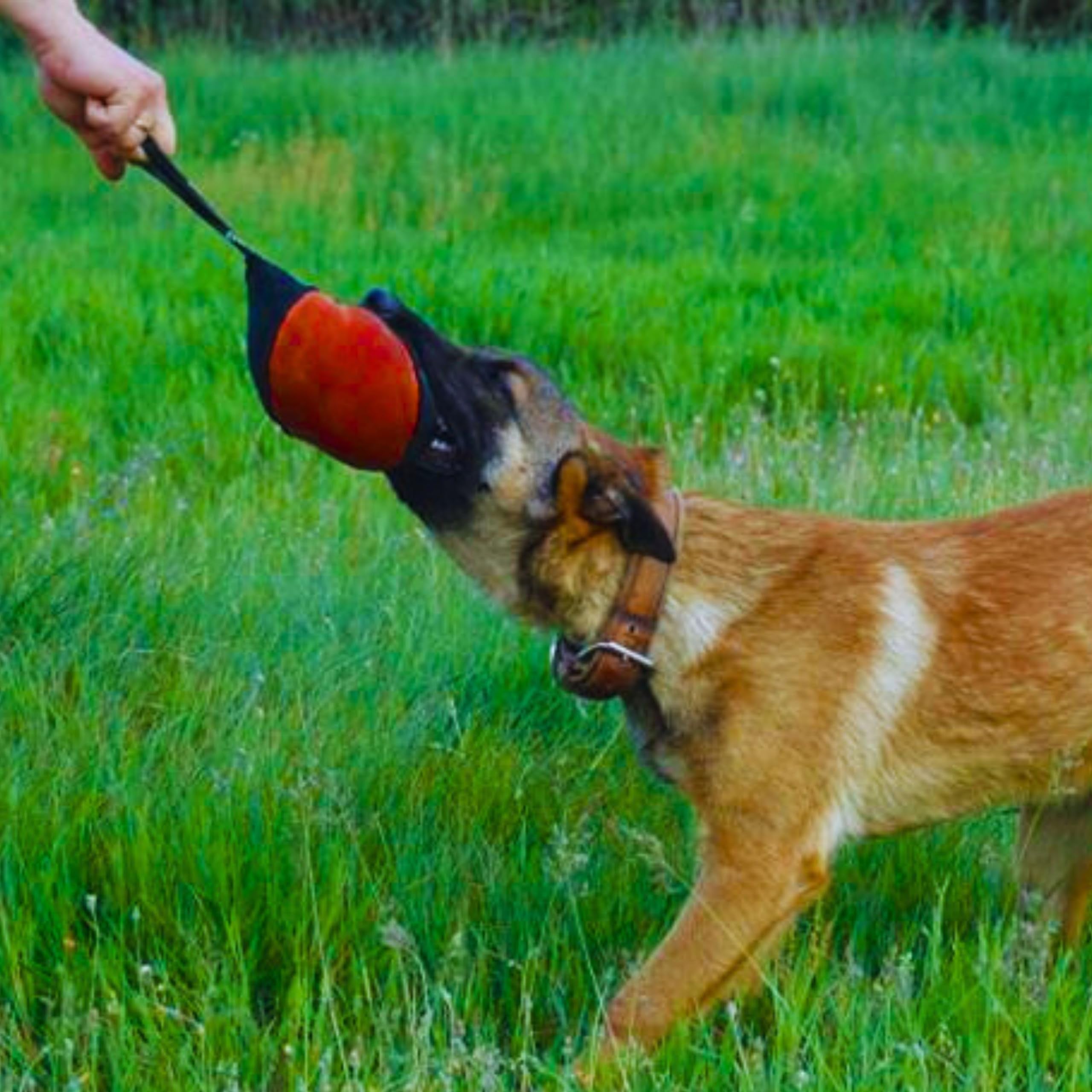 Dingo Gear 6-inch red toy lightweight for long-distance fetch.