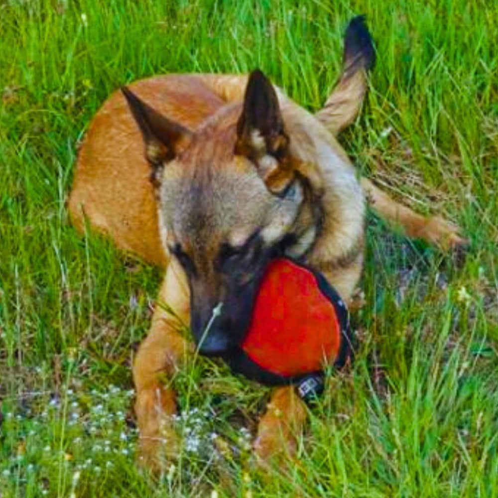 Dingo Gear tug ball with soft filling offers a comfortable bite experience.