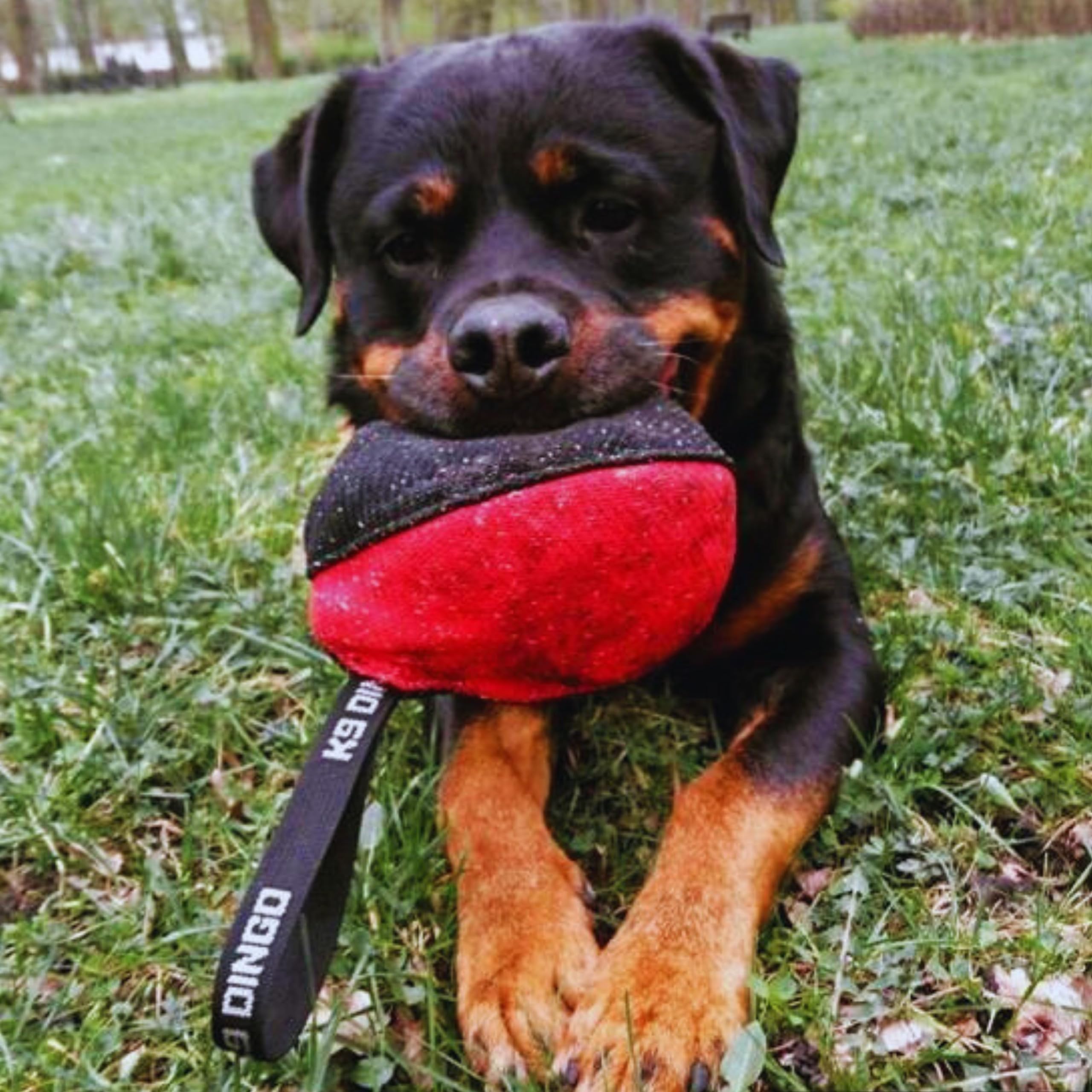 Dingo Gear sturdy handle enables easy tug-of-war and training sessions.