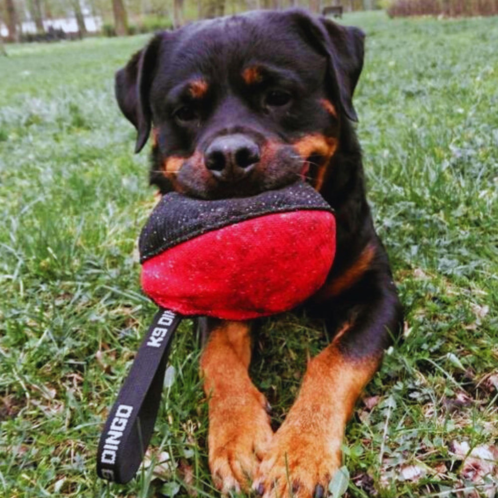 Dingo Gear sturdy handle enables easy tug-of-war and training sessions.