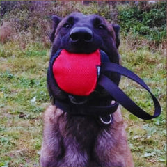 Dingo Gear 6-inch red tug ball in action during interactive tug-of-war training.