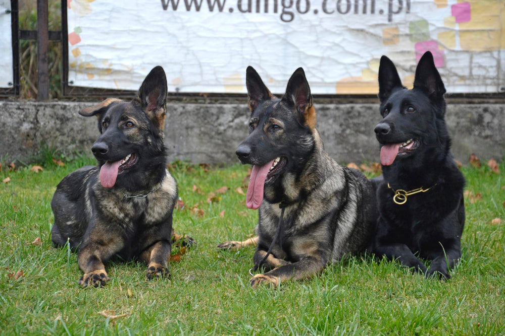 Dingo Gear size L 55 cm label shows precise length.