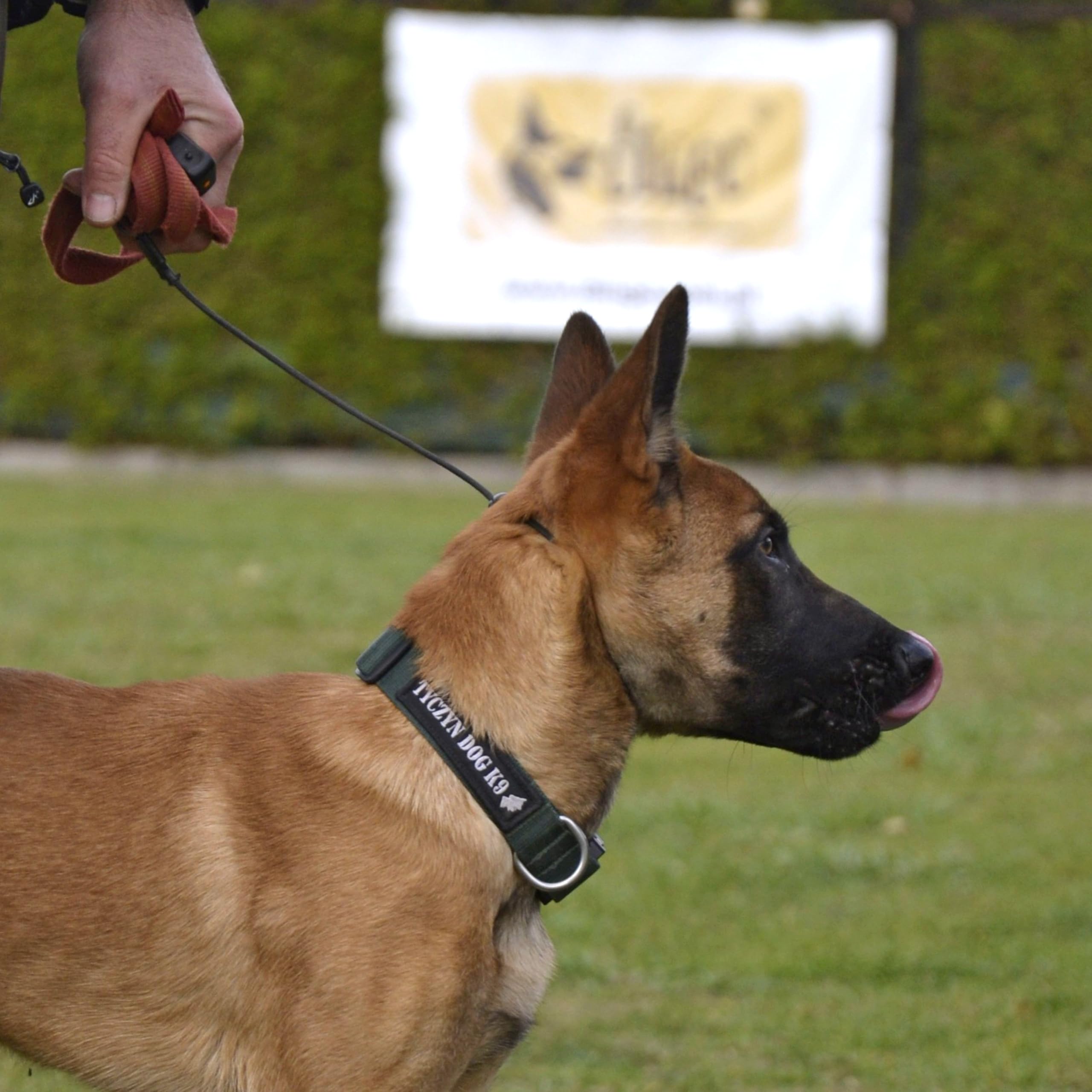 Dingo Gear waterproof training collar ready for everyday use.