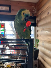 DIYUQISHI bird-bell-ball-colorful increases attraction and mental stimulation during cage time.