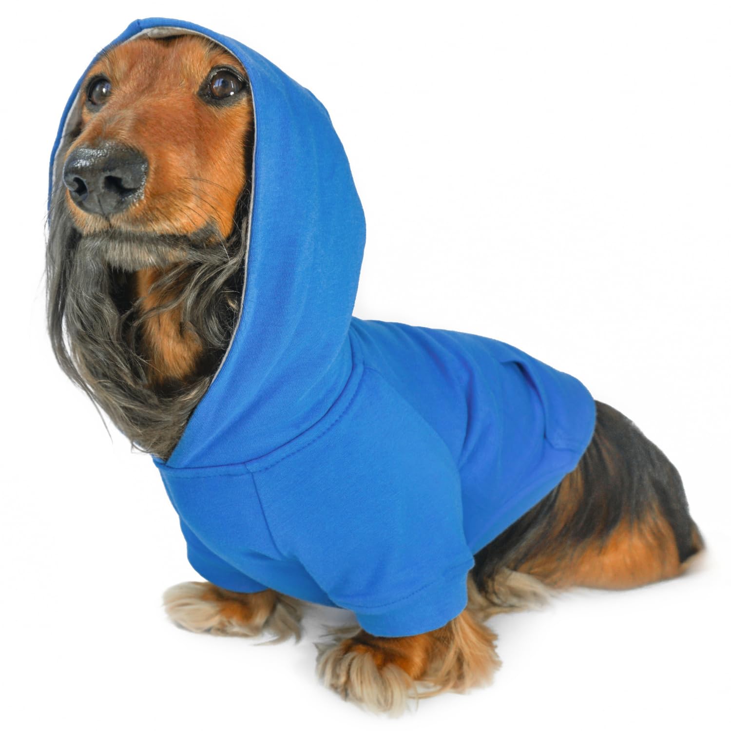 DJANGO dog hoodie alpine blue on dog provides cozy warmth for winter walks.