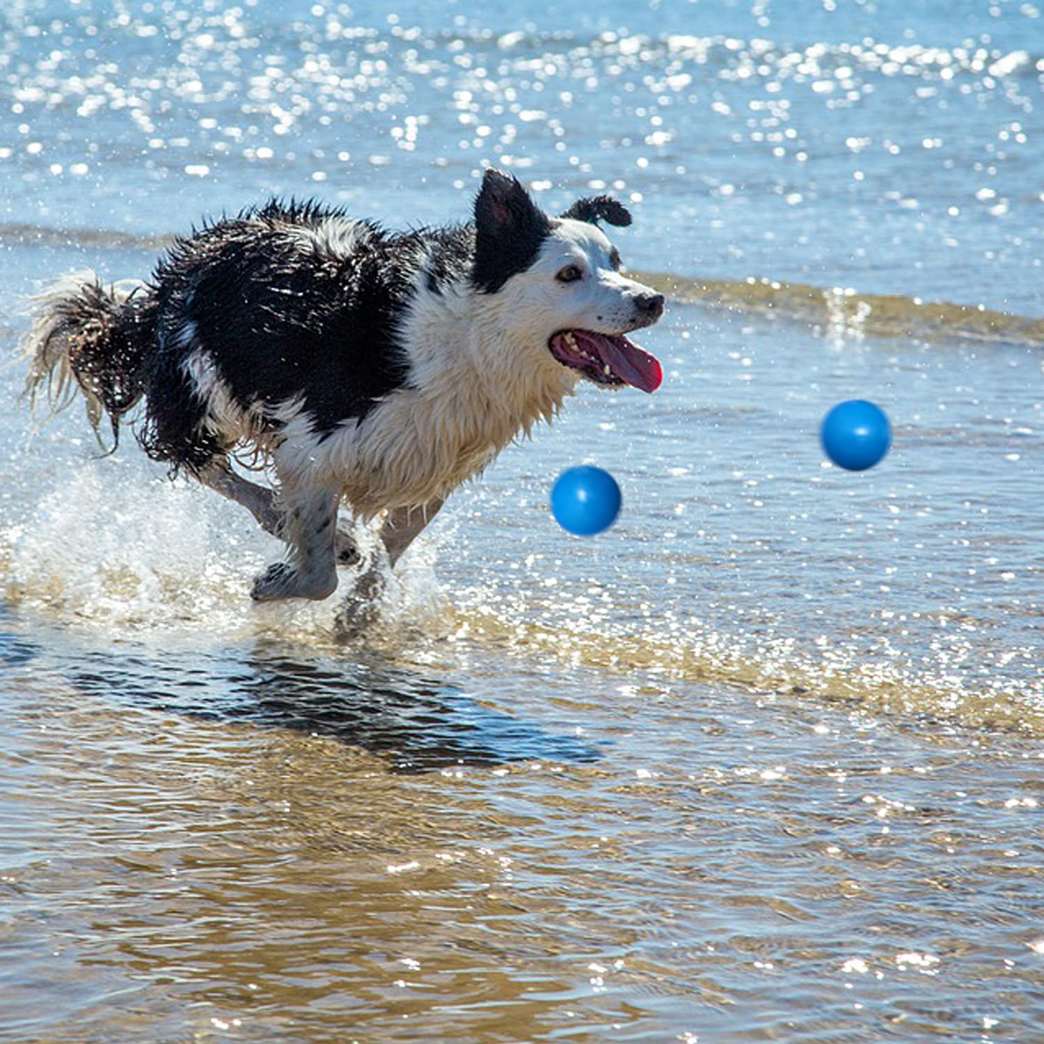 DLDER ball designed for medium and large dogs during training and exercise.