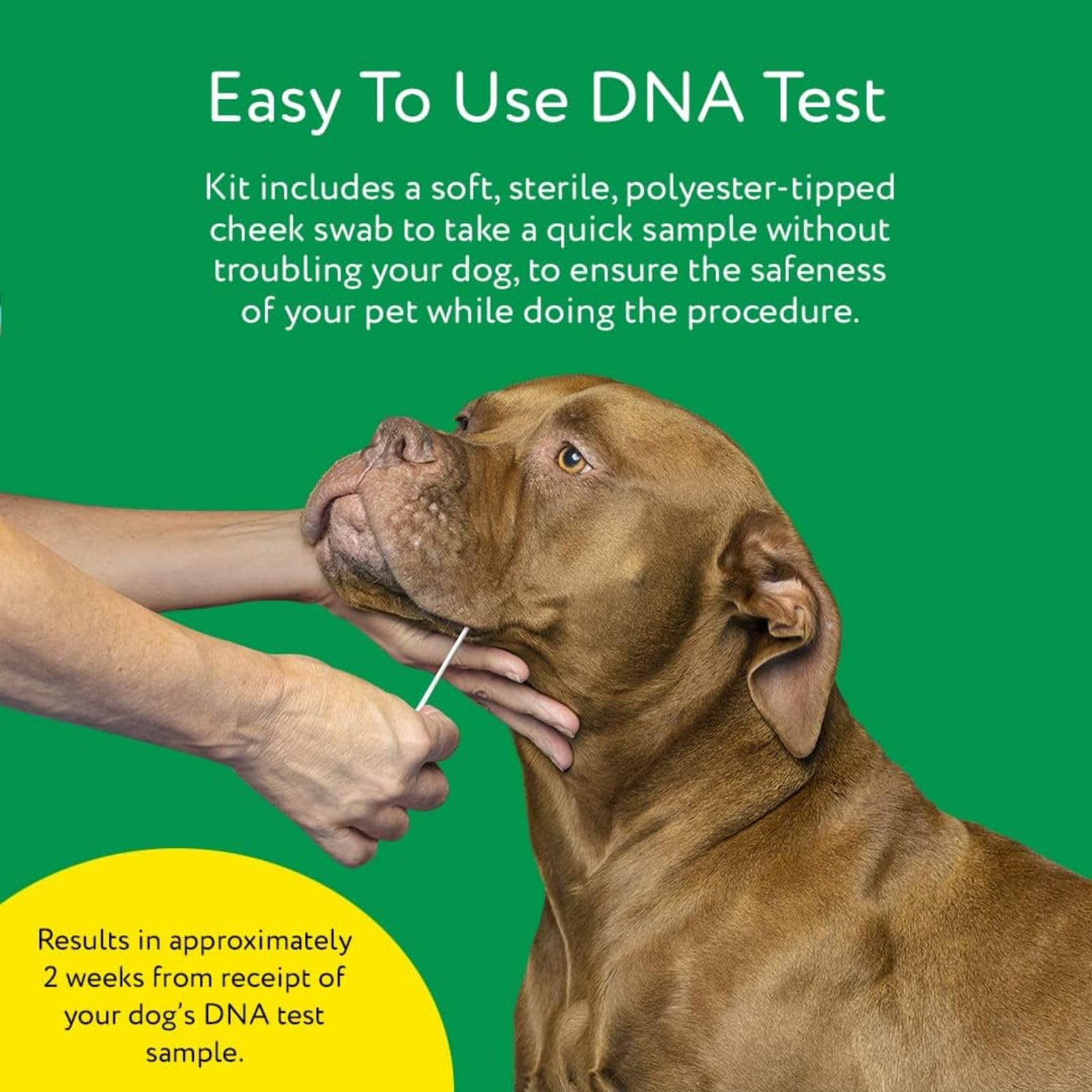 DNA My Dog care and enrichment insights from breed analysis.