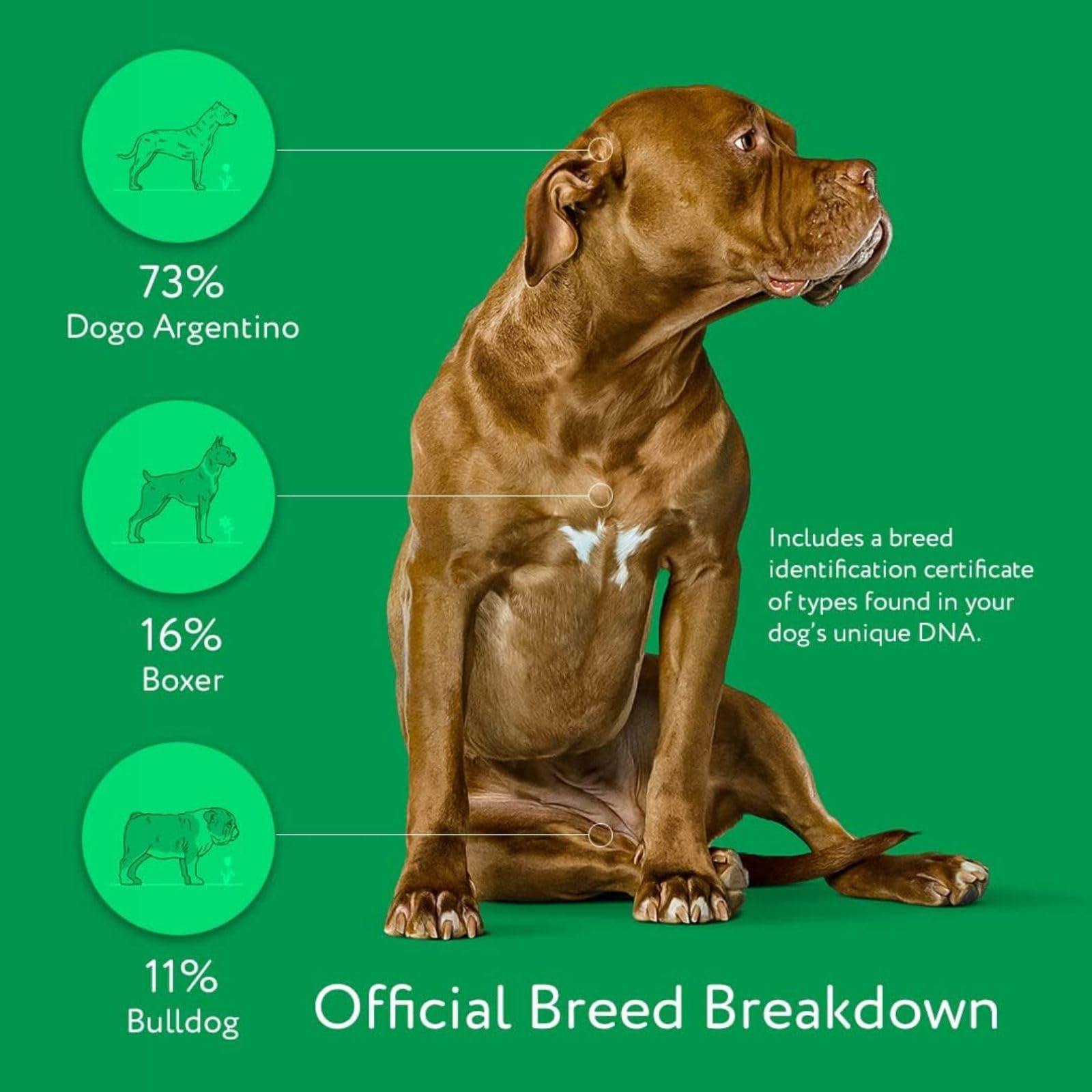DNA My Dog complete breed report detailing breeds and traits.