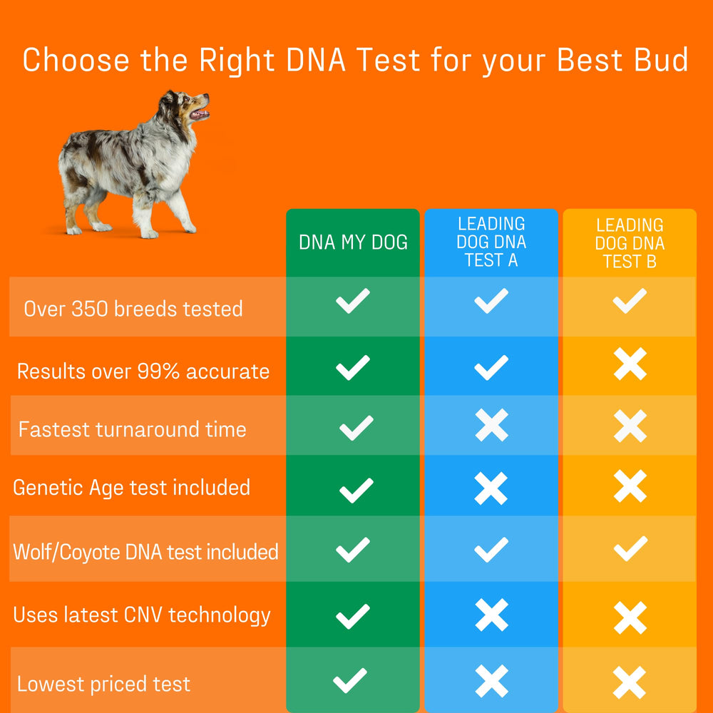 DNA MY DOG DNA testing kit close-up shows at-home testing
