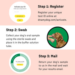 DNA MY DOG online report with clear allergen details