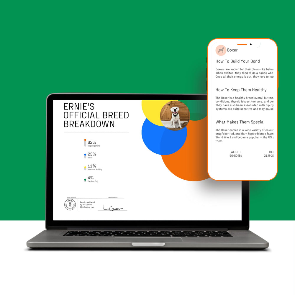 DNA My Dog online results dashboard showing breed breakdown and certificates.
