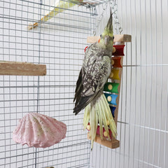 Dnoifne cage hanging accessory positioned at the cage top supports easy placement.