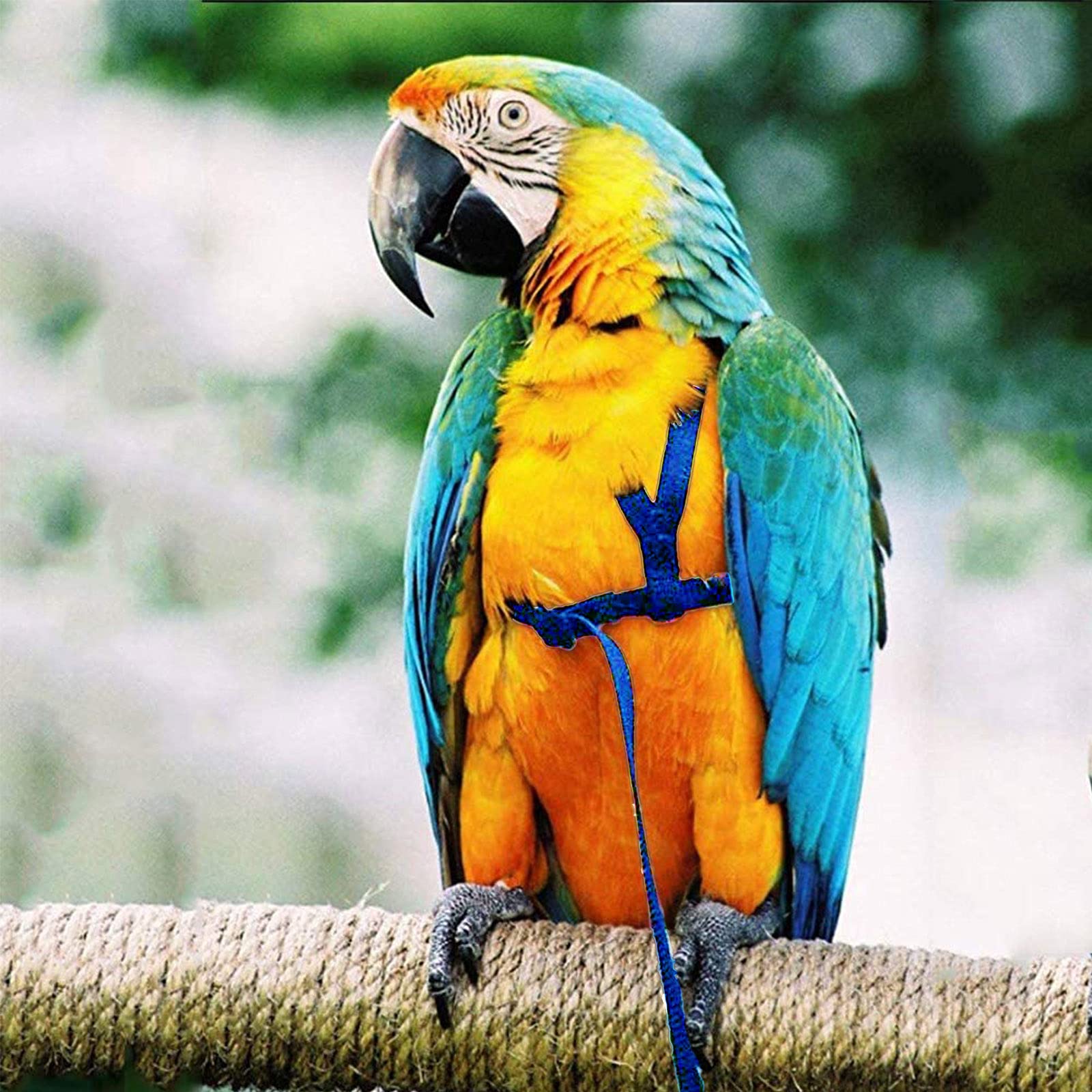 Dnoifne parrot harness blue adjustable fit for comfortable bird training.