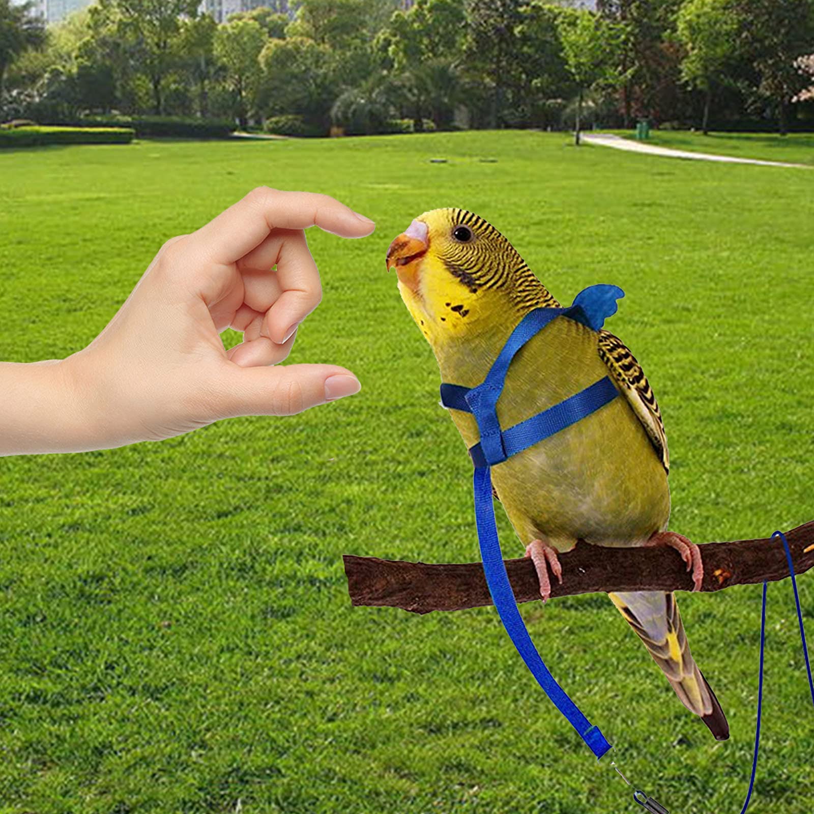 Dnoifne parrot harness blue outdoor walking ready for adventures.
