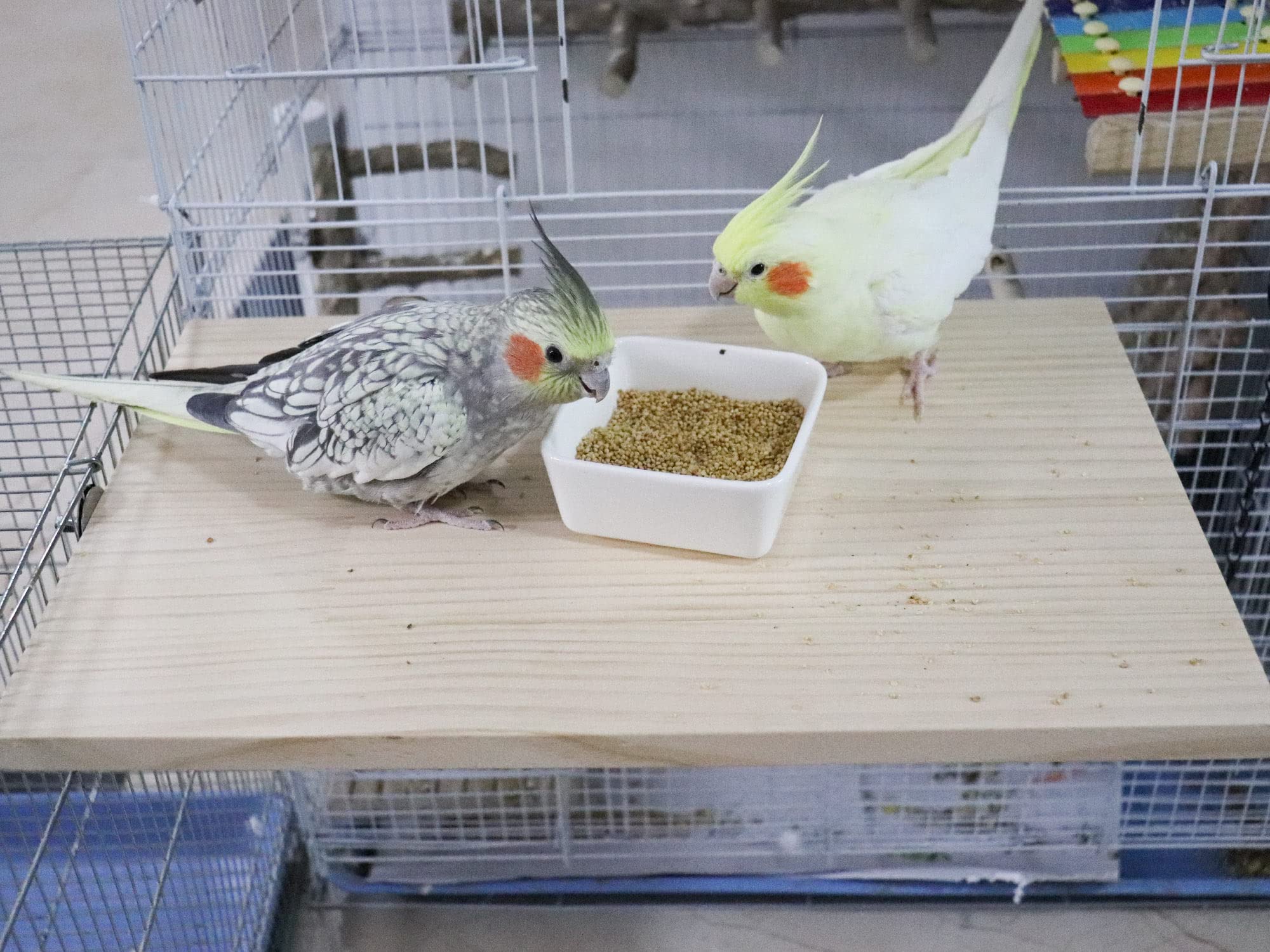 Dnoifne perch assembly in cage shows easy installation with nuts and washers