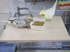 Dnoifne perch assembly in cage shows easy installation with nuts and washers