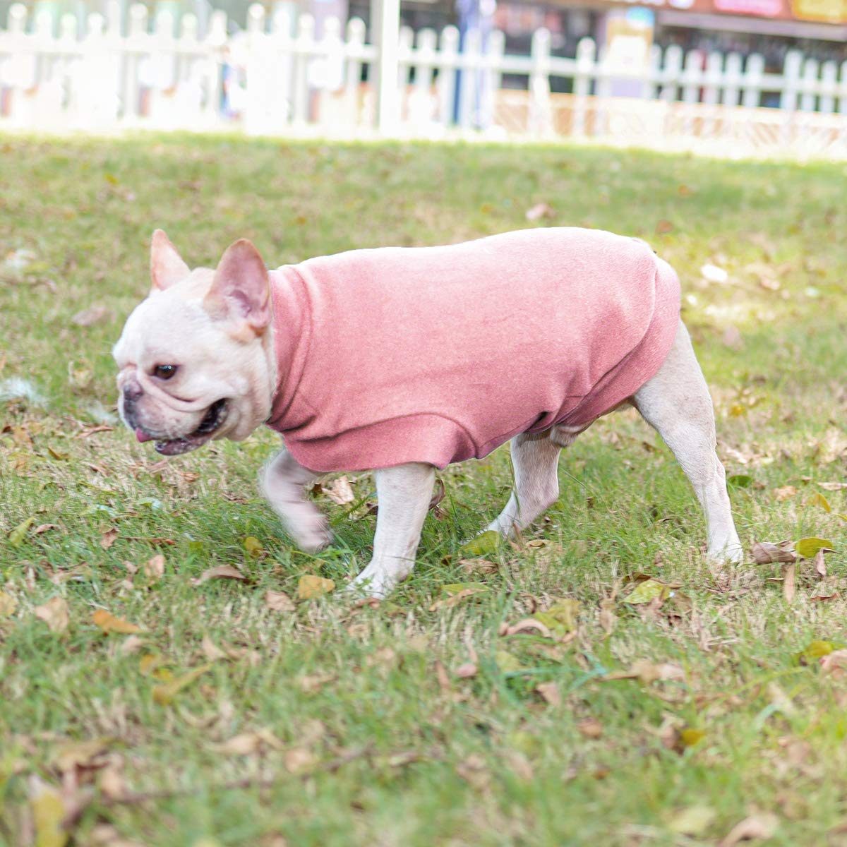 Dociote dog wearing pink sweater during outdoor walk showcases warmth.