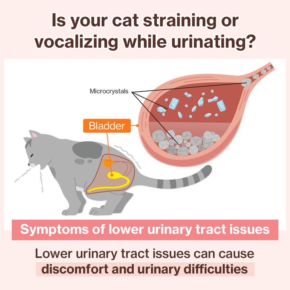 Doctor By UT Care taurine-cat-support focuses on hydration and urinary comfort.