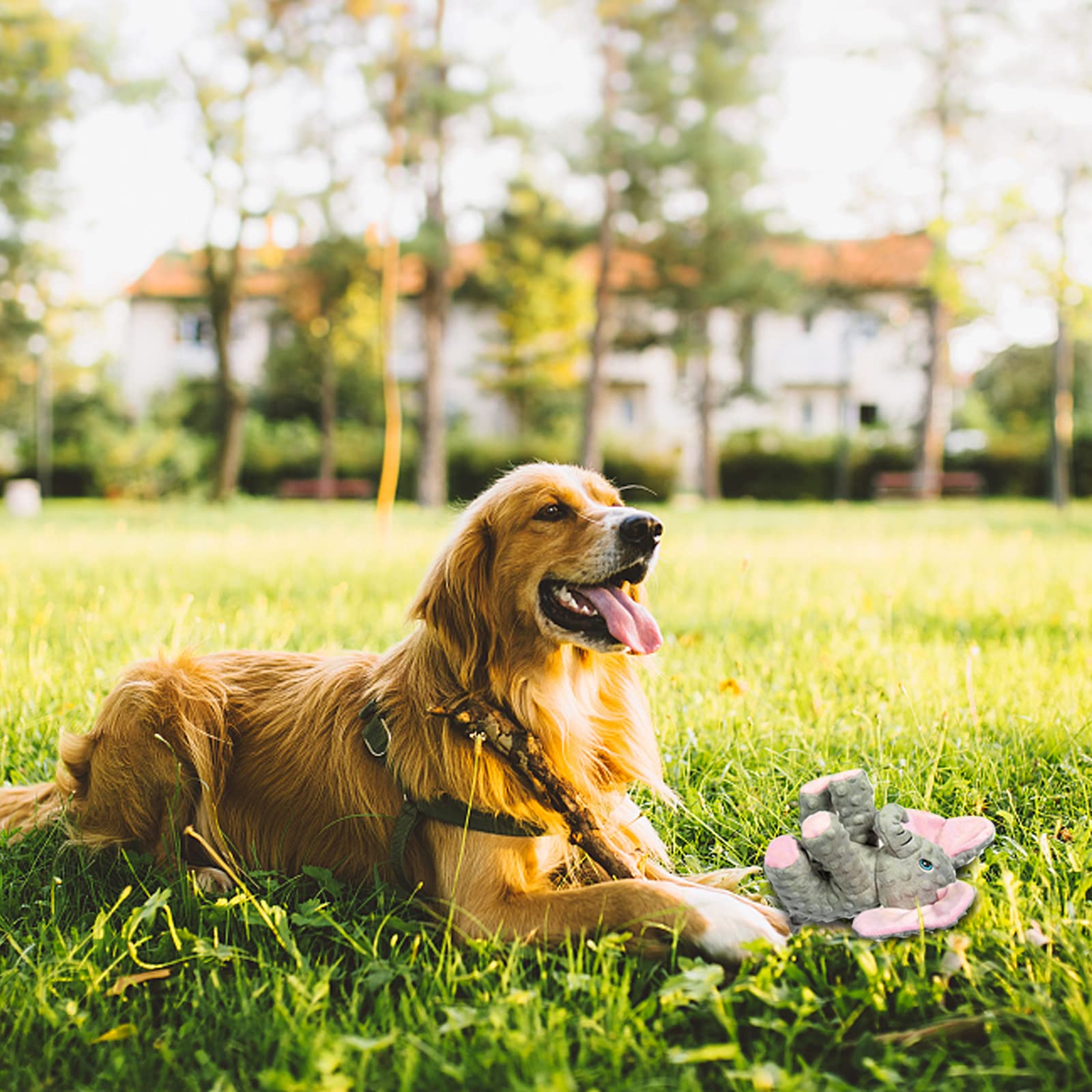 DODODOLA dog-toy-in-play-action shows bouncing and tossing for interactive fun.
