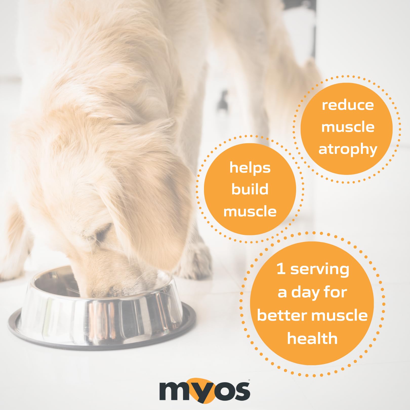 Dog active after supplement showcases improved mobility during playtime