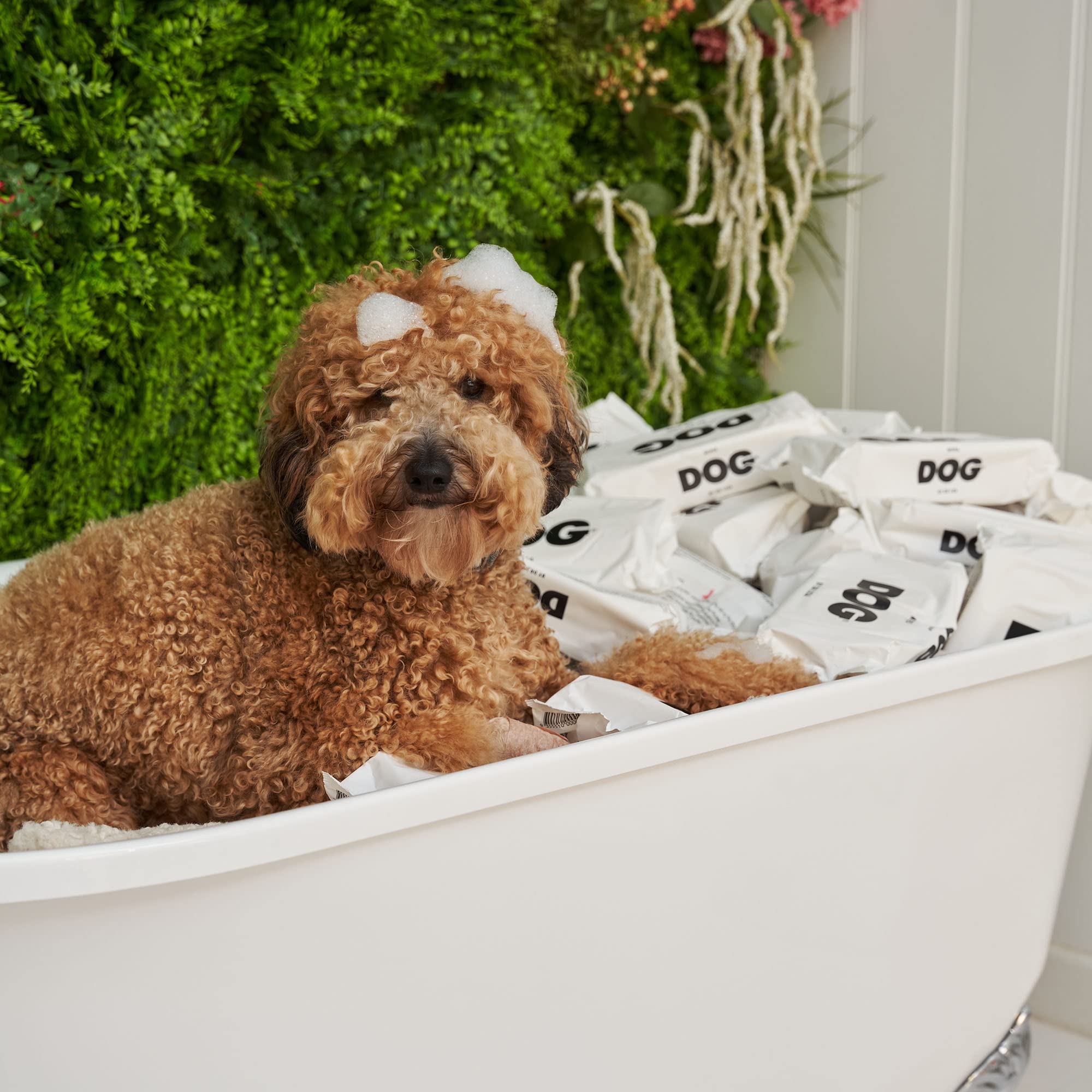 Dog owner uses DOG by Dr Lisa wipes after outdoor adventures