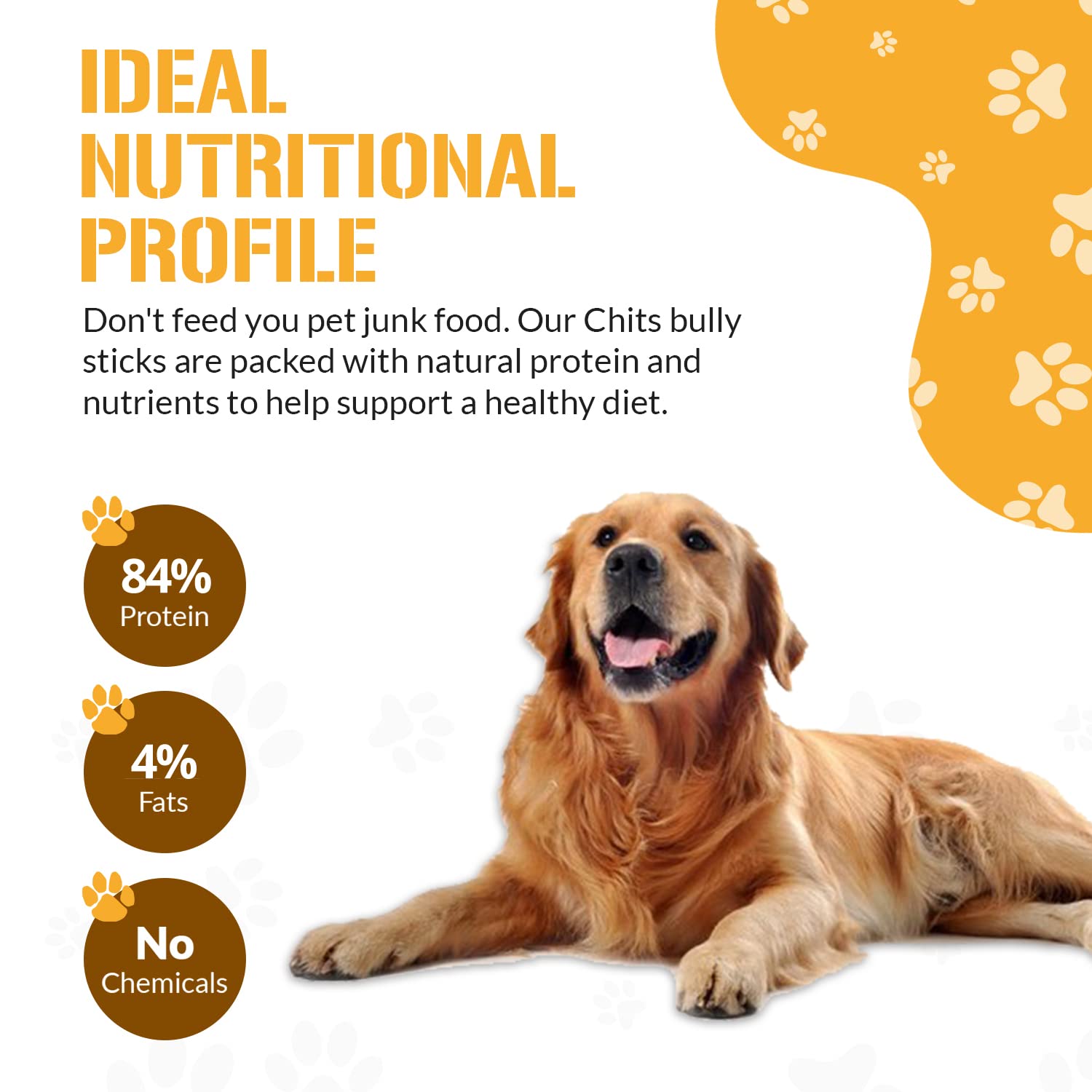 Dog Chits bully sticks dogs-enjoying-chew demonstrates flavor and engagement.