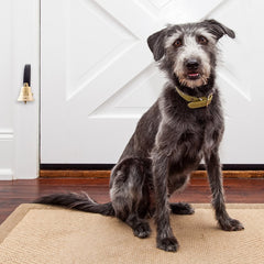 Dog Doorbell during puppy training session shows easy ring for housebreaking