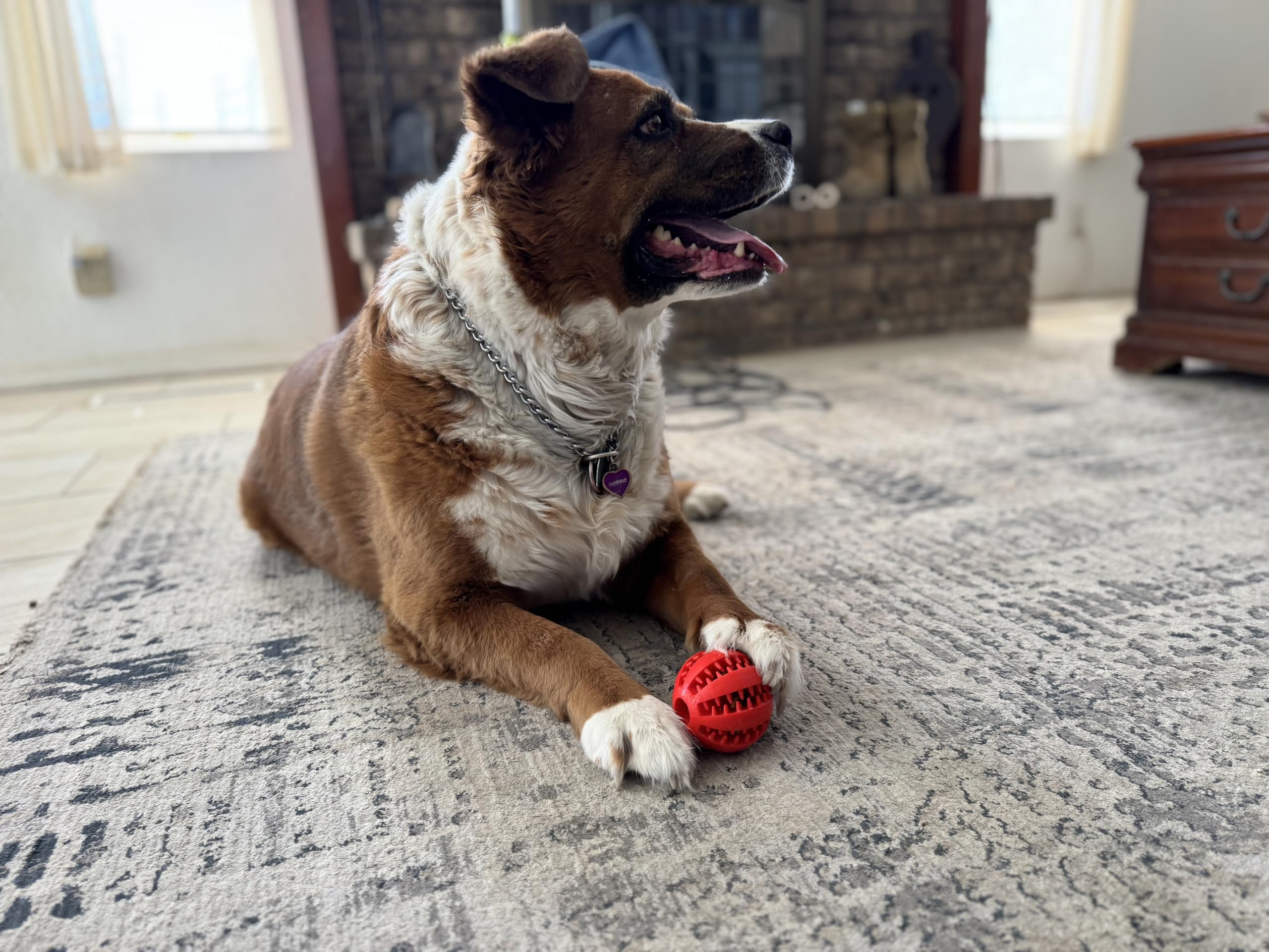 Dog Enrichment Puzzle Ball easy to clean; dishwasher safe for quick hygiene