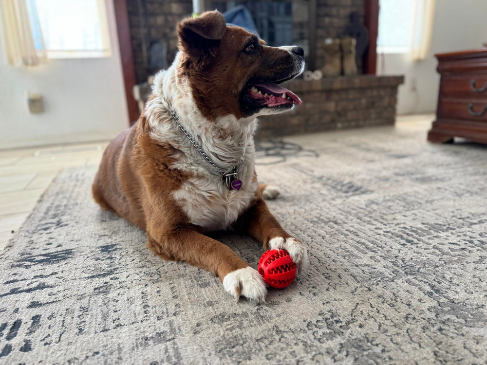Dog Enrichment Puzzle Ball easy to clean; dishwasher safe for quick hygiene