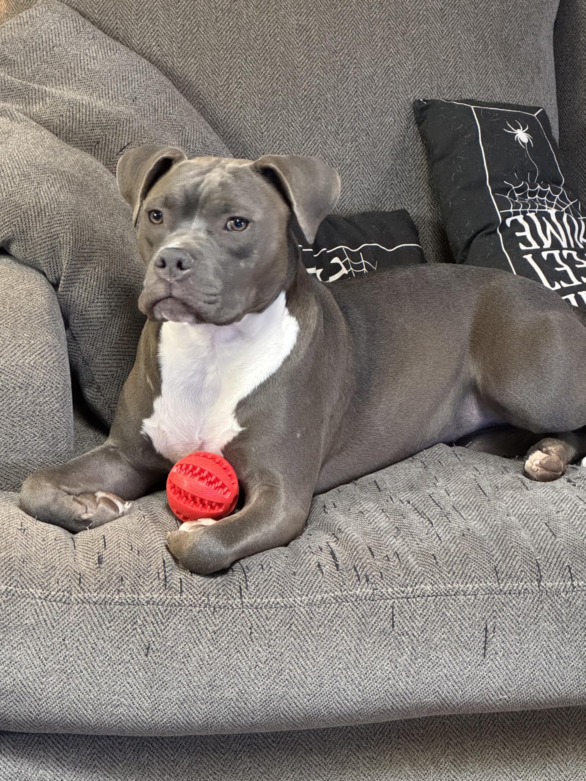 Dog Enrichment Puzzle Ball two-pack red and blue offers variety and value
