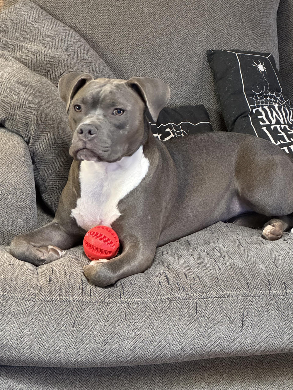 Dog Enrichment Puzzle Ball two-pack red and blue offers variety and value