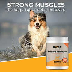 Dog in motion highlighting improved mobility and leg strength with MYOS