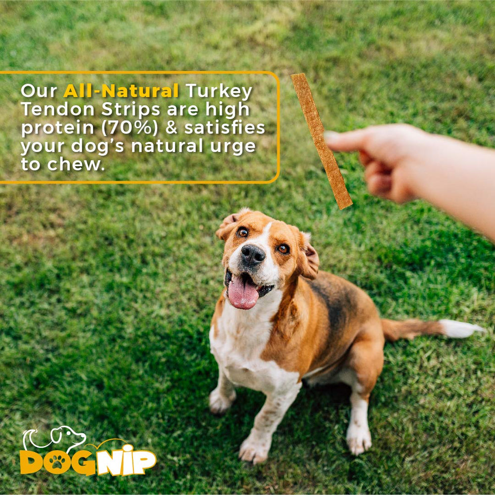 Dog Nip Gobble jumbo turkey tendon strips support long chew sessions.