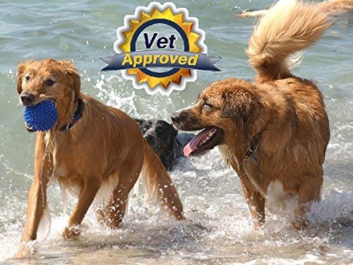 Dog Pain Away dog enjoying treat highlights potential for renewed activity.
