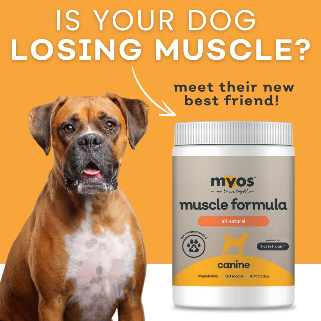 Dog recovering after injury with MYOS Canine Muscle Formula support