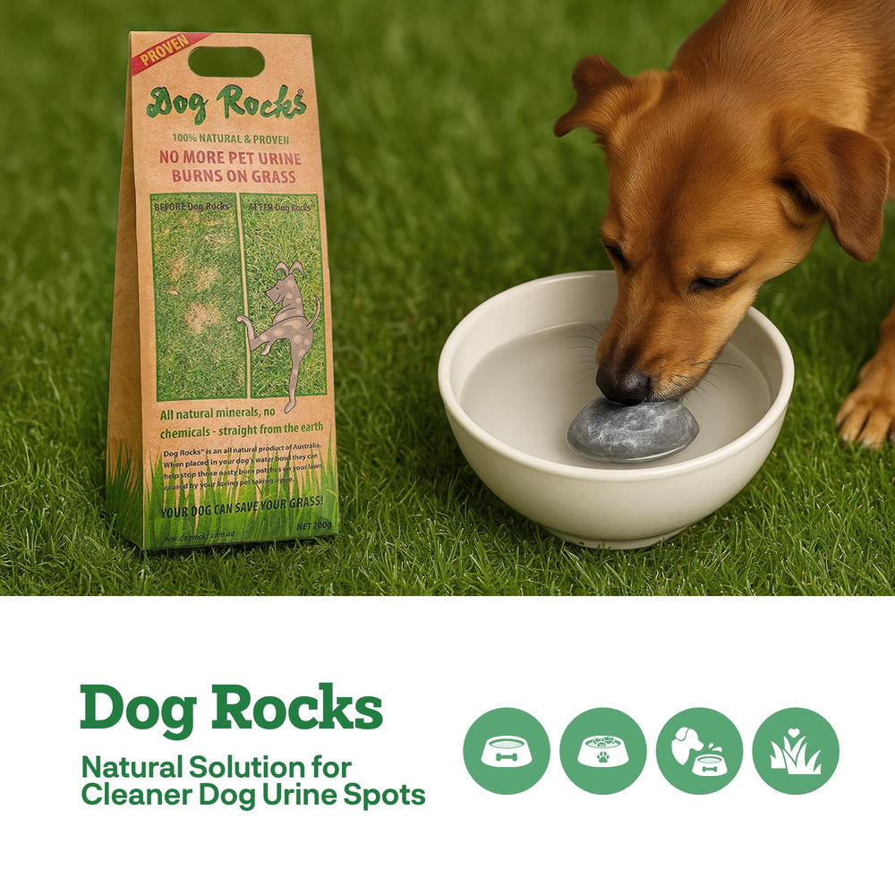 Dog Rocks on a lush lawn showing reduced yellow spots from dog urine.