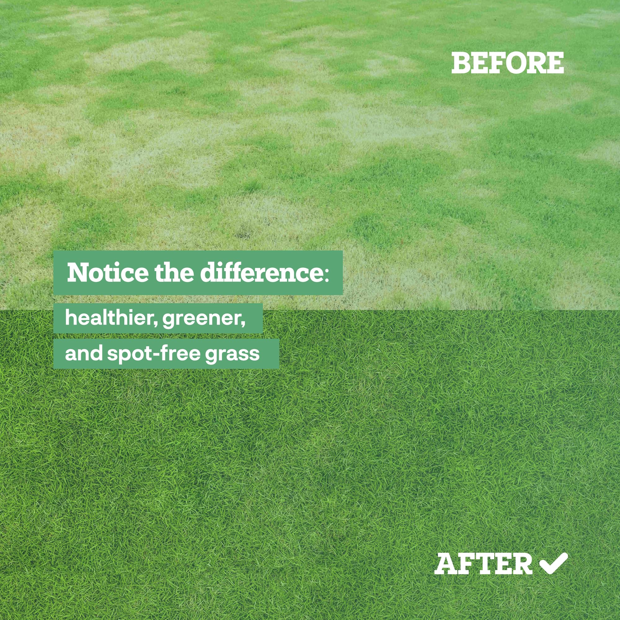 Dog Rocks yard greenery setup demonstrates easy lawn maintenance with pets.