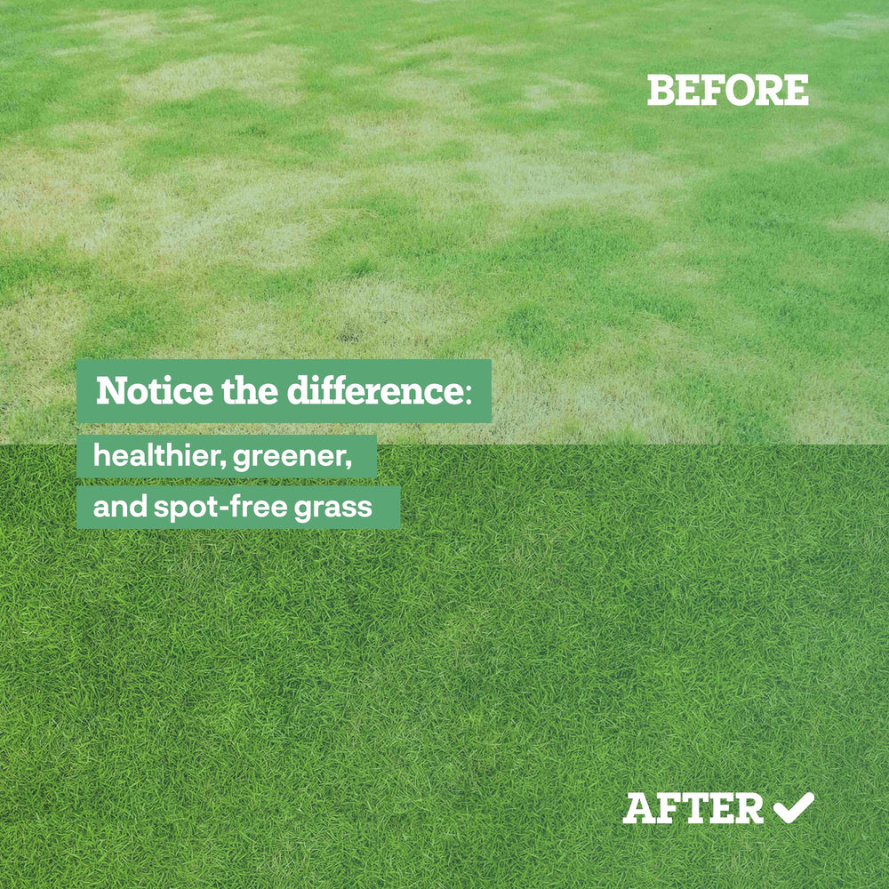 Dog Rocks yard greenery setup demonstrates easy lawn maintenance with pets.