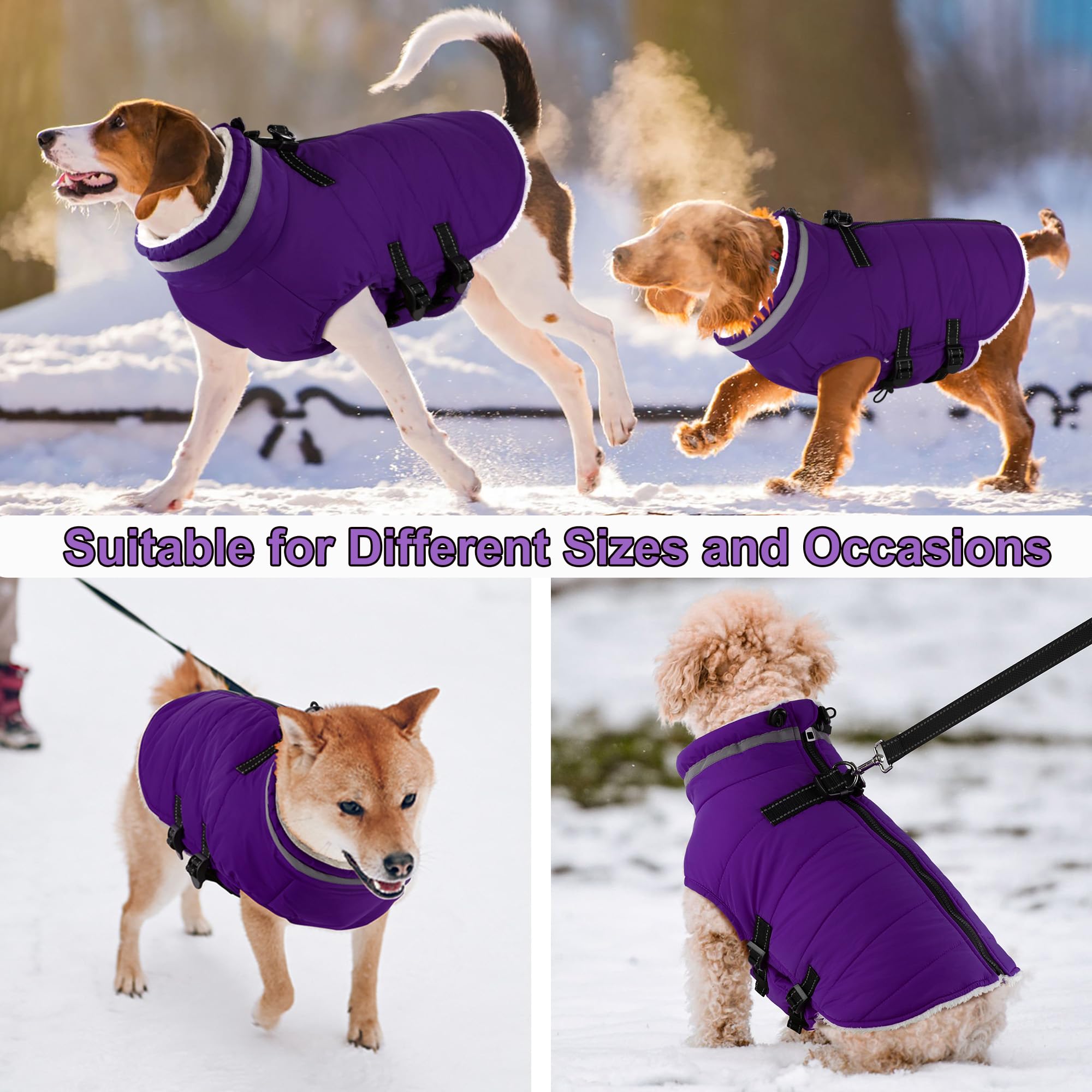 Dogcheer purple winter coat adds seasonal style while protecting from cold.
