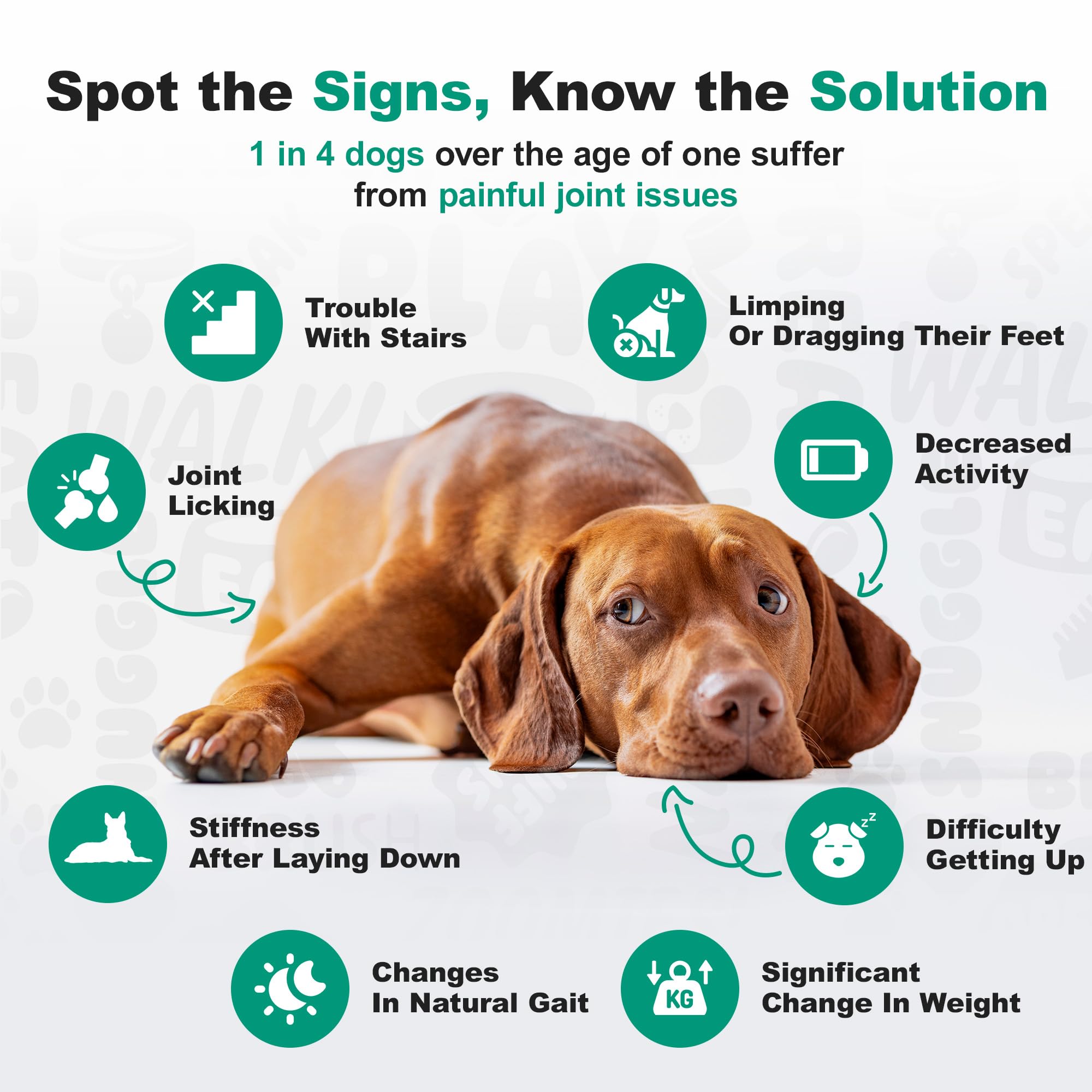 Dogs of different sizes with Doggie Dailies chews—size-inclusive dosing.