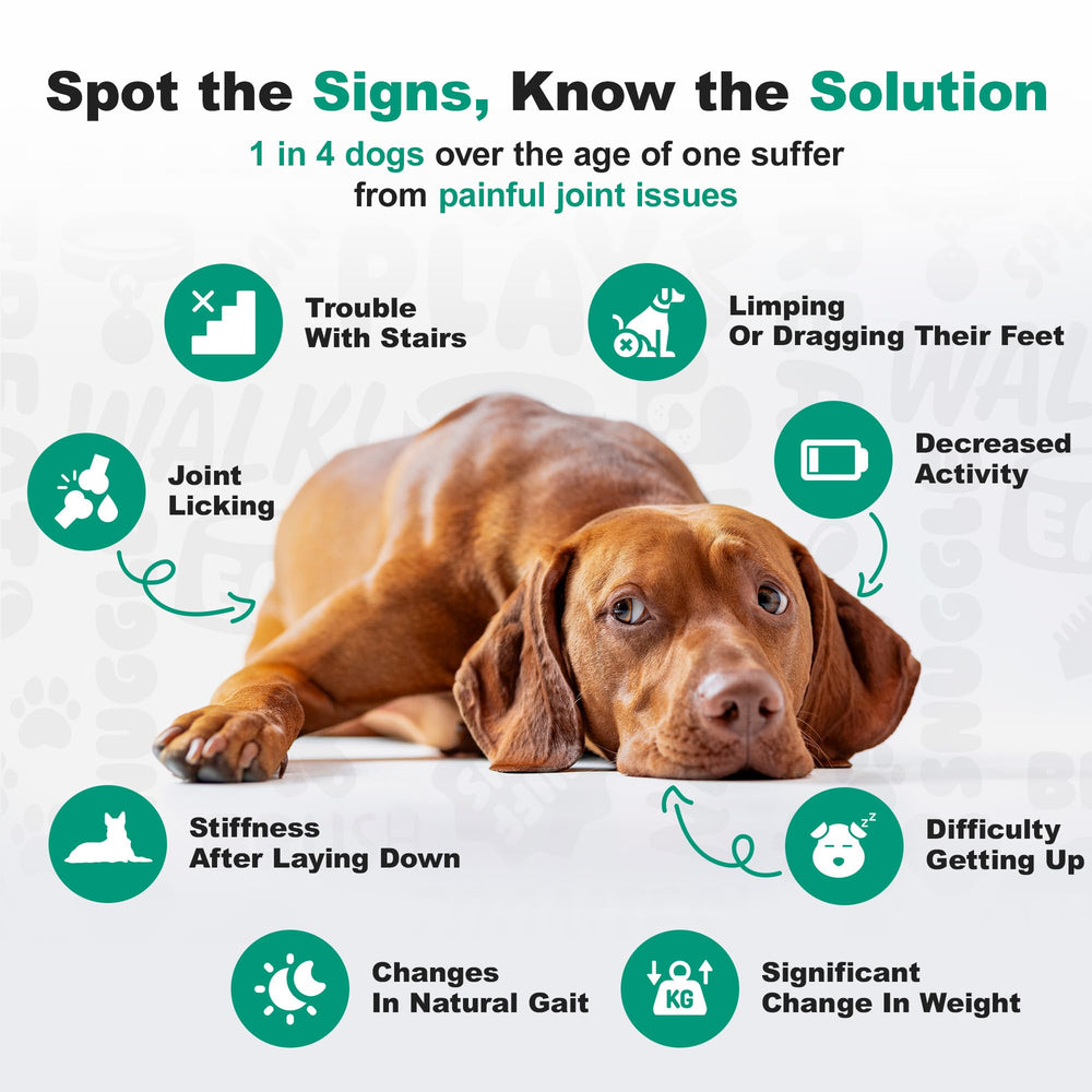 Dogs of different sizes with Doggie Dailies chews—size-inclusive dosing.
