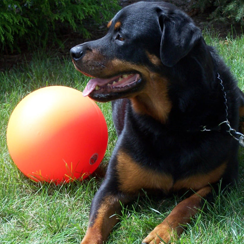 Doggie Dooley ball outdoors with water splash—ideal for outdoor play