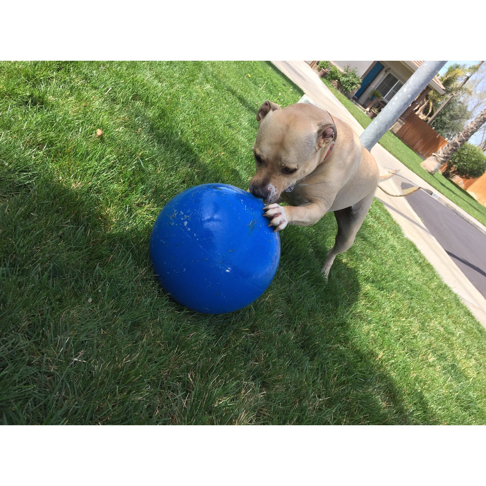 Doggie Dooley ball with large dog—not a chew toy