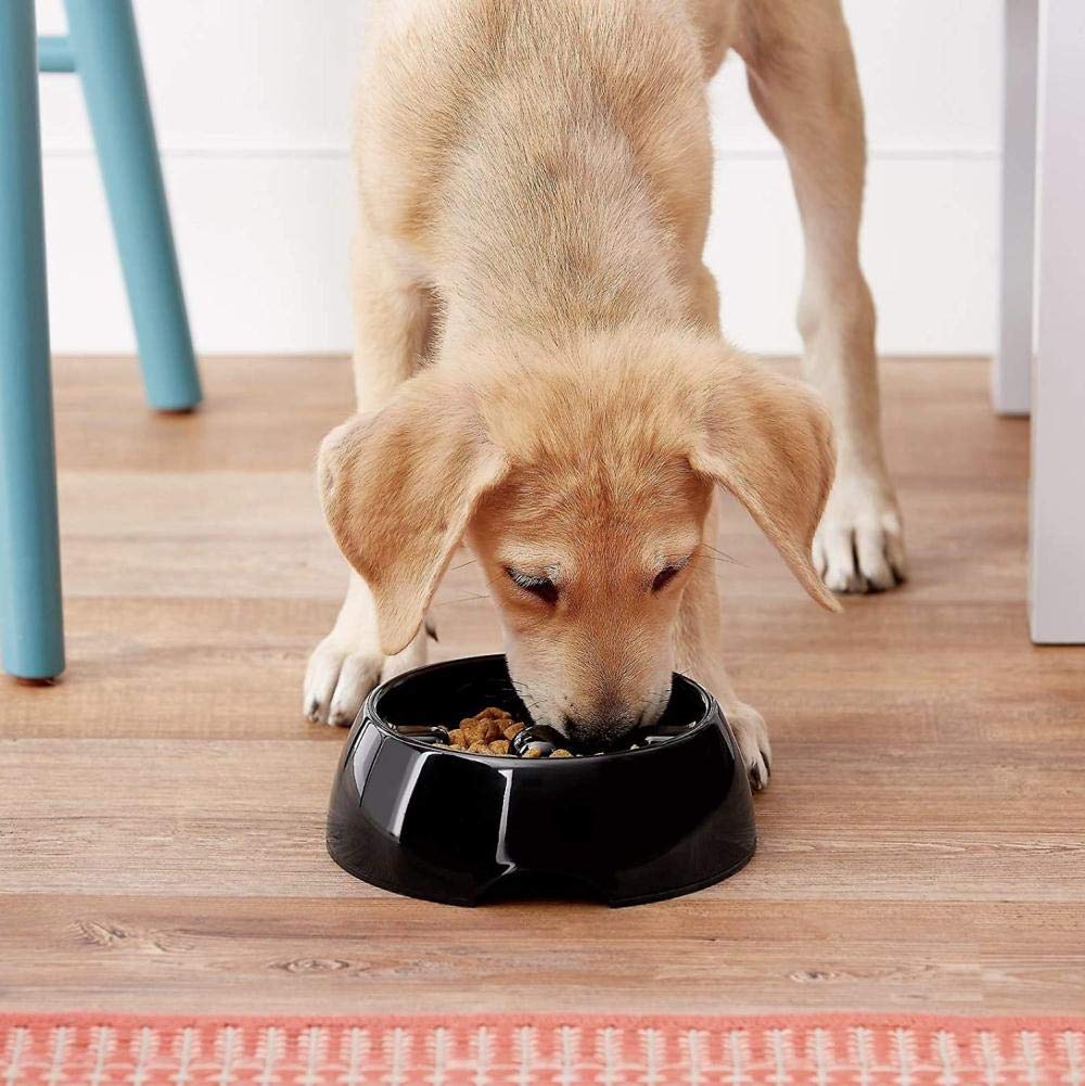 Dogit Go Slow in use with a medium dog during a calm meal