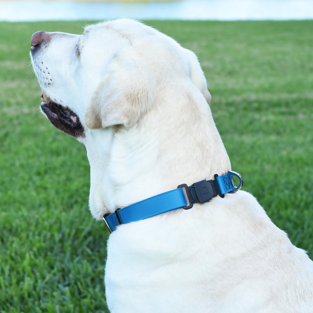 Dogline colors including Blueberry Royal and Cherry Red match active dogs' style