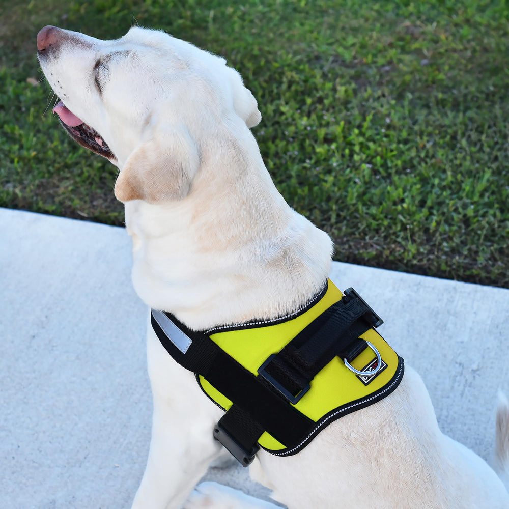 Dogline breathable neoprene nylon harness offers comfortable all-day wear.