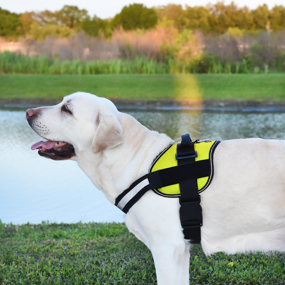 Dogline quick-release belly buckle makes getting on and off simple.