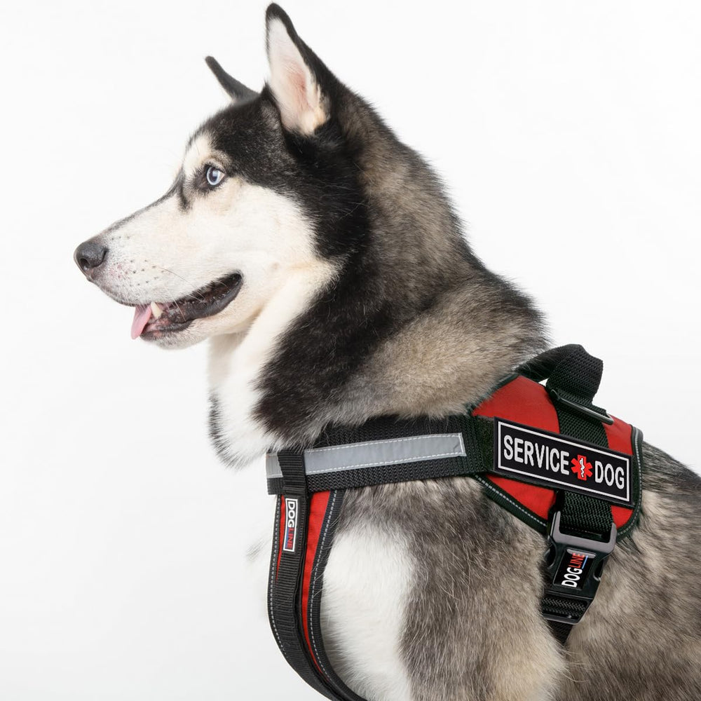 Dogline service patch on collar—quick gear switching.
