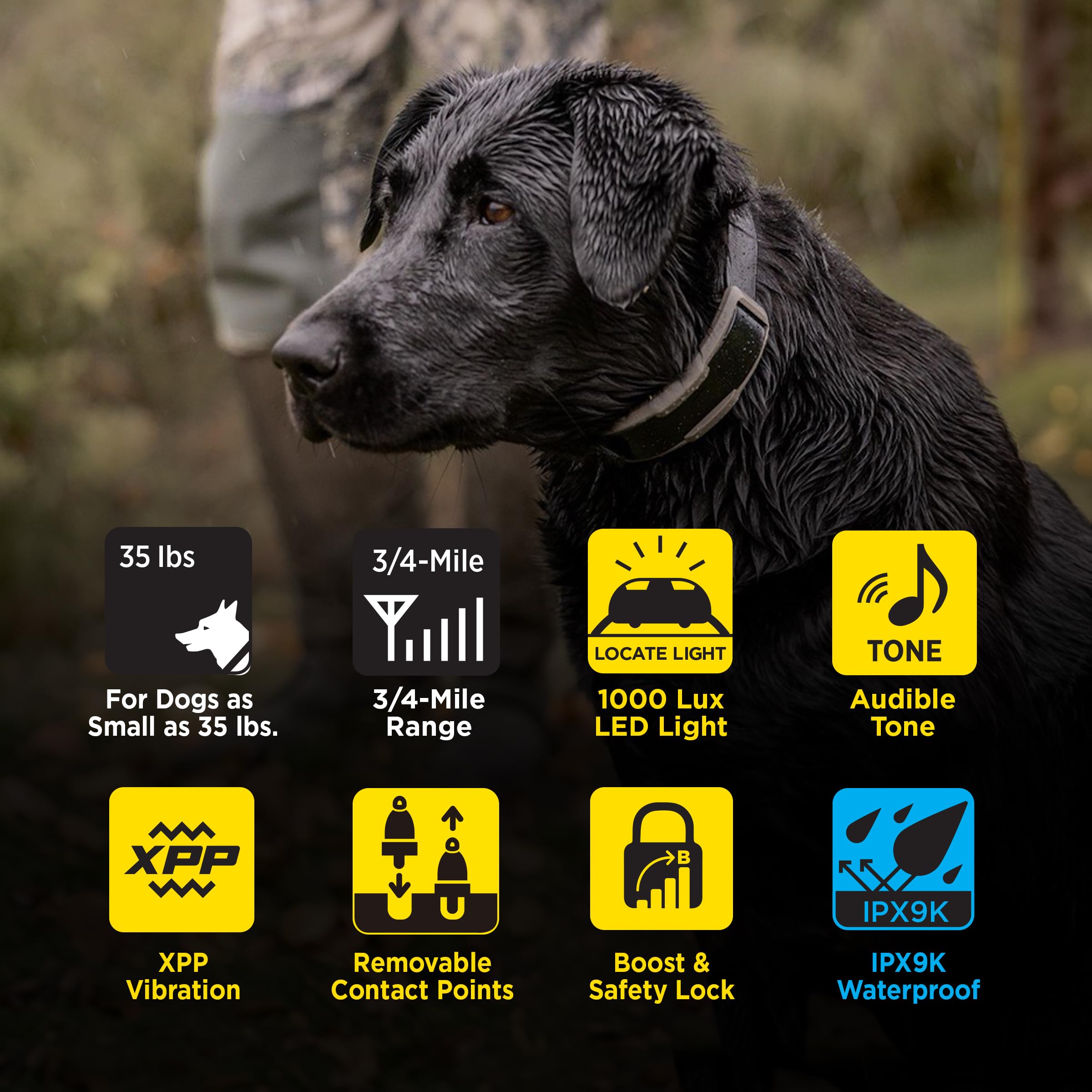 Dogtra 1900X LED light illuminating a dog during training in low light