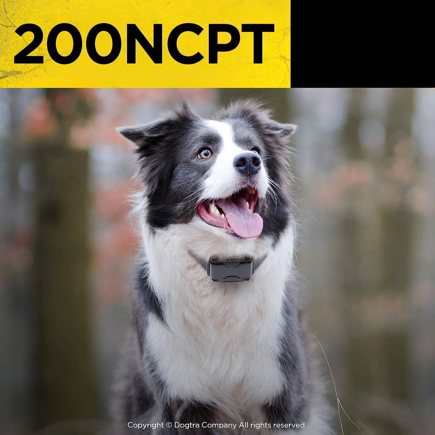 Dogtra 200NCPT remote offers up to half-mile range for park training